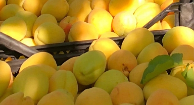 Iğdır’da kayısı güzellik yarışması