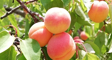 Iğdır’da kayısı hasadının sonuna gelindi