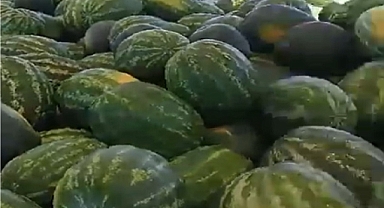 Iğdır karpuzu bölge illere sevk edilmeye başladı