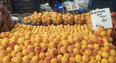 Iğdır Kayısısı Bahçede 15 Tezgâhlarda 60