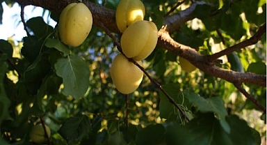 Iğdır Kayısısı bu yıl da üreticinin yüzünü güldürmedi