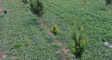 Iğdır Ovası’nda bin dekar alanda 10 bin ton üretiliyor: Aroması ile eşi benzeri yok