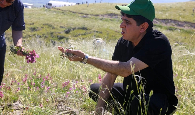 Iğdır Üniversitesinde ada çayı ve kekik toplama etkinliği