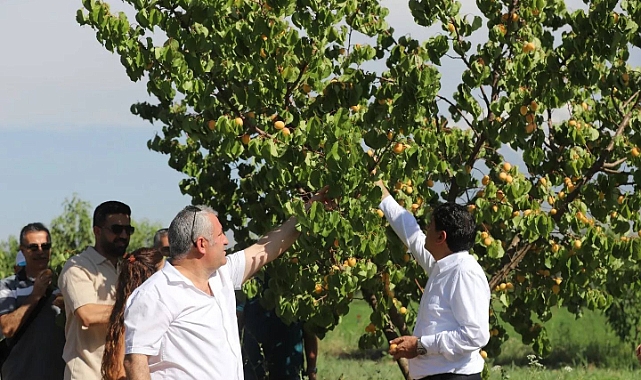 Iğdır Üniversitesinde kayısı hasadı etkinliği!