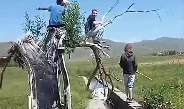 İki kişiyi yaralayan tosun açık arazide kayıplara karıştı