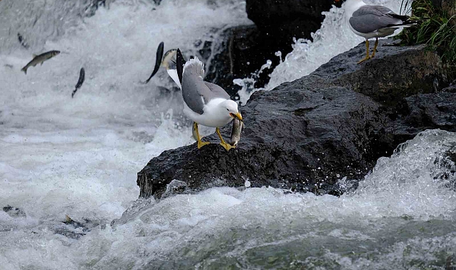 &quot;İnci kefalinin üreme göçü bu yıl yoğun geçiyor&quot;