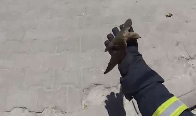 İpe dolanan ebabil kuşunun imdadına, itfaiye yetişti