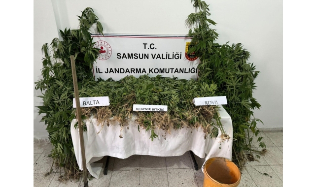 Jandarmadan yasadışı kenevir ekimi yapan şahsa gözaltı