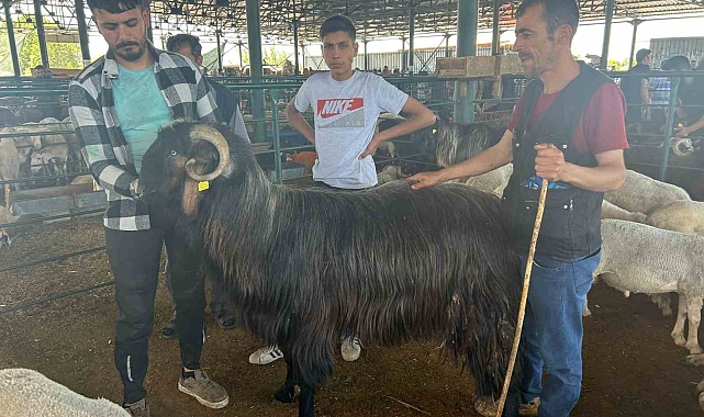 Karaoğlan, yurt dışında bir vatandaşa 35 bin liraya satıldı