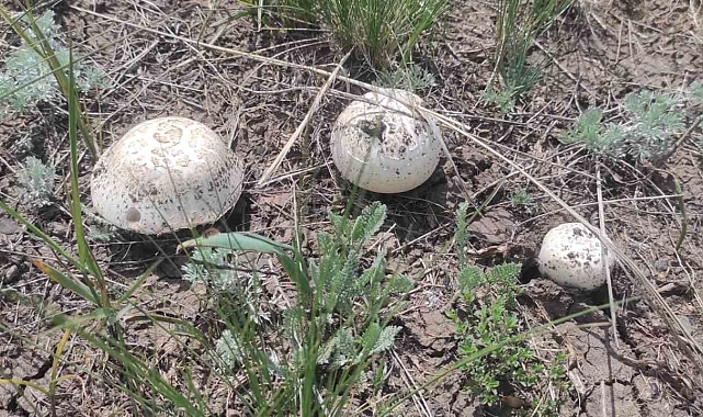 Kars&#039;ta mantar toplama geleneği sürüyor