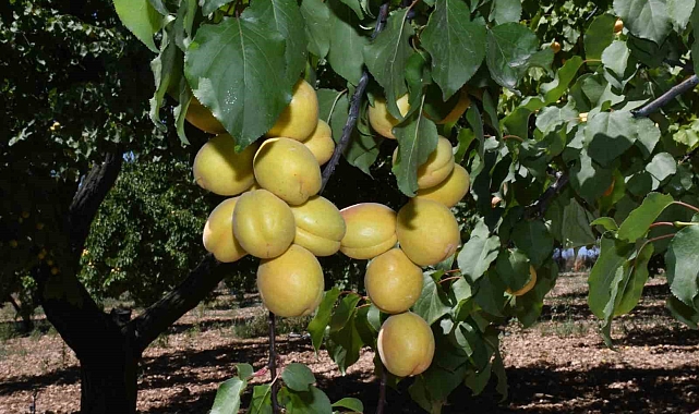 Kayısı hasadının başladığı Malatya&#039;da üreticiler işçi bulamıyor