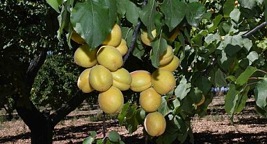 Kayısı hasadının başladığı Malatya'da üreticiler işçi bulamıyor