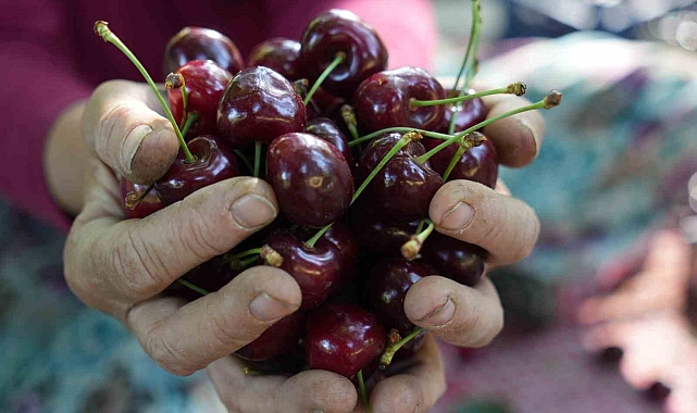Keles kirazında 22 bin ton rekolte bekleniyor