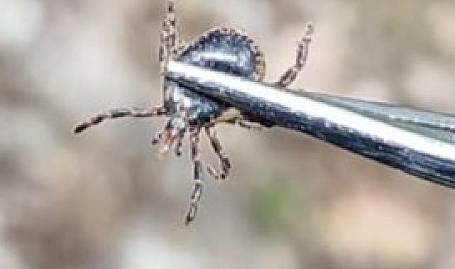 Kene, can almaya devam ediyor