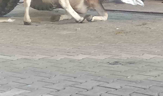 Kesileceğini anlayan dana traktör römorkunun altına saklandı