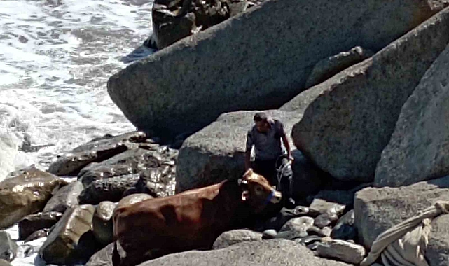 Kesilmek üzere olan boğa denize kaçtı