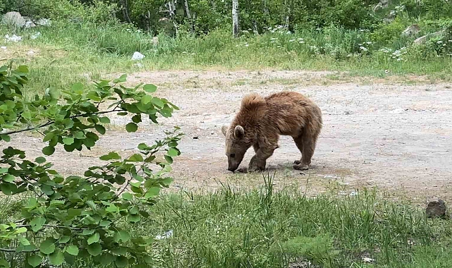 Kış uykusundan uyanan maskot ayılar tehlike saçıyor