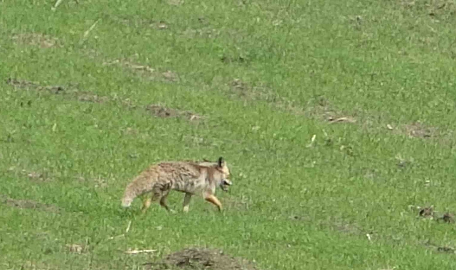 Kızıl tilki, yiyecek ararken görüntülendi