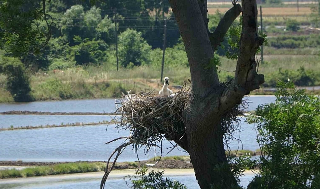 Kızılırmak Deltası Kuş Cenneti yaklaşık 900 leylek yuvasına ev sahipliği yapıyor