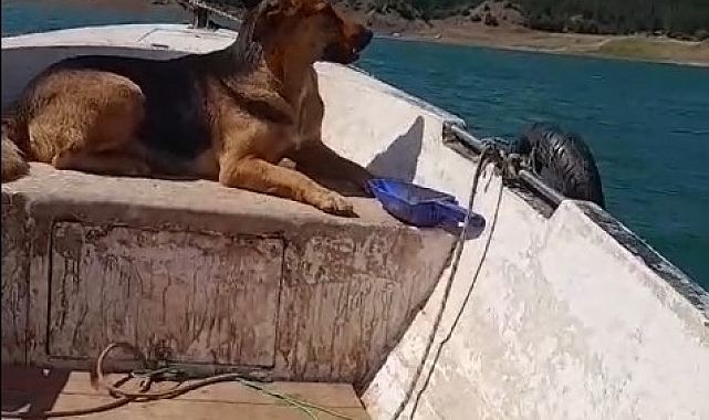 Köpeğin sandal turu izleyenleri gülümsetti