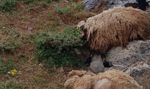 Koyun sürüsüne yıldırım isabet etti