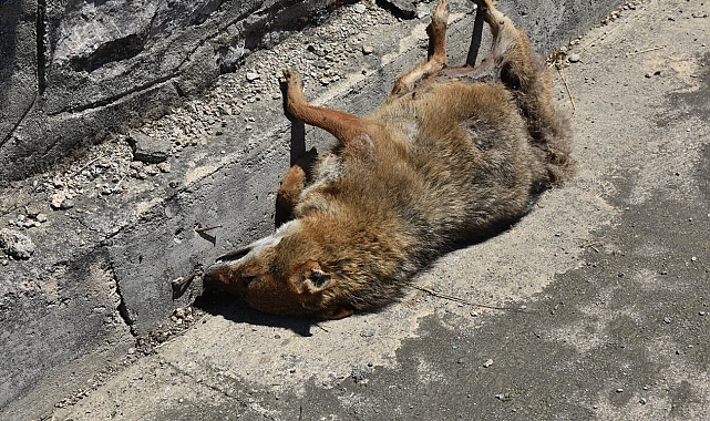 Kümeslere dadanan çakal, araç çarpması sonucu telef oldu