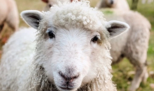 Kurban bayramı, ayın kaçında, hangi tarihte bitecek?