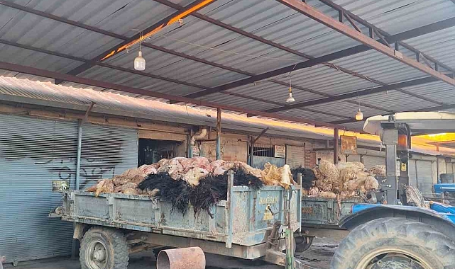 Kurban derilerini gömmek zorunda kaldı
