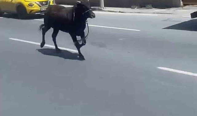 Kurbanlık dana firarda