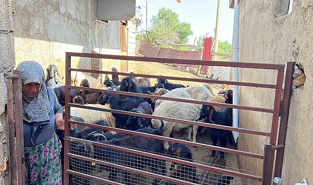 &quot;Kurbanlıklar pahalı satılıyor bu kadar olmaz&quot;