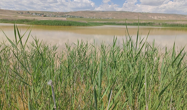 Kuruyan göl, yağışlarla yeniden canlandı