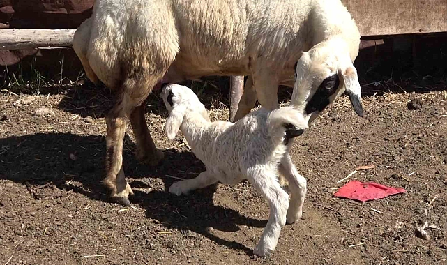 Kuzunun üç bacaklı doğmasını, hayvanlara yapılan aşılara bağladı