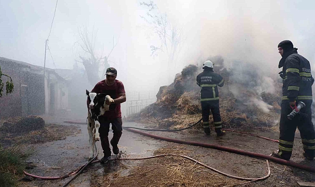 Maço, hayvanlarını kurtarmak için canını hiçe saydı