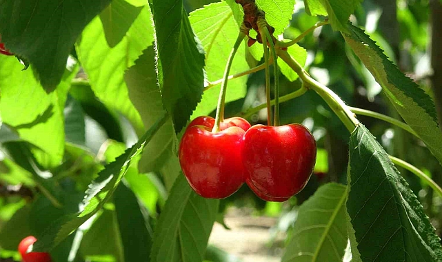 Meşhur &#039;Napolyon&#039; Kirazında Hasat Sona Erdi