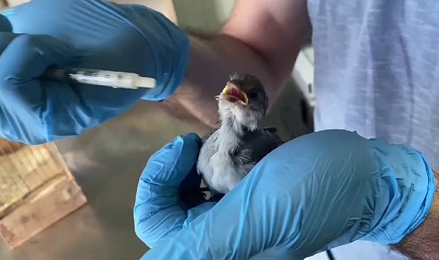 Minik serçe yavrusuna şefkatli eller uzandı