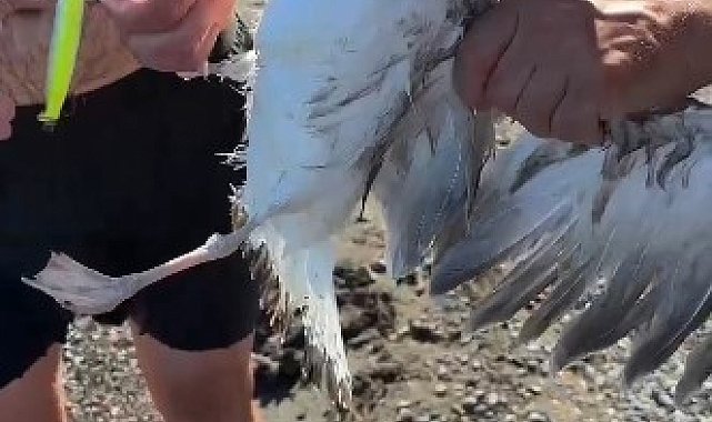 Oltaya bu kez balık değil martı yakalandı