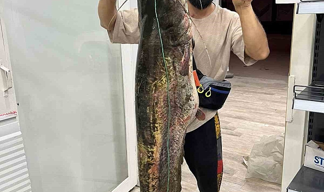 Oltayla 165 santimetre uzunluğunda yayın balığı yakaladılar