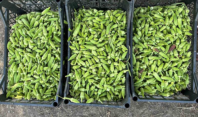 Osmaniye&#039;de bamya hasadı başladı