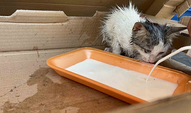 Otomobilin kaputasına sıkışan yavru kedi hem kurtarıldı hem süt ikram edildi