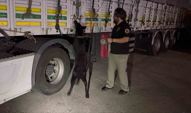 Saman balyaları arasına gizlenmiş 35 kilo esrar ele geçirildi