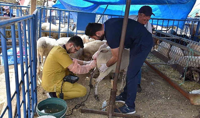 Satışa çıkan hayvanlara gebe testi yapıldı
