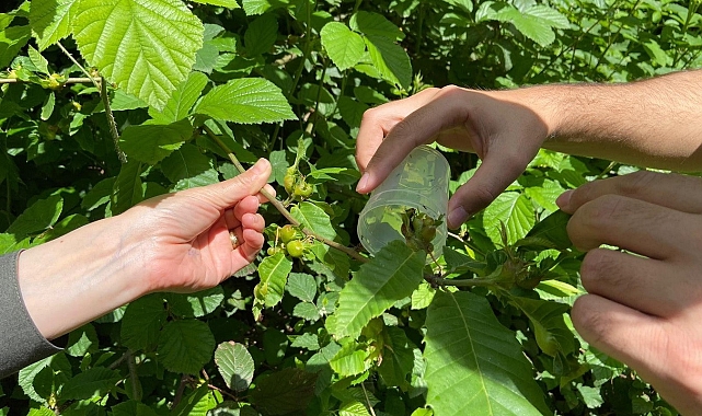Savaşçı böcekler, ormana salındı