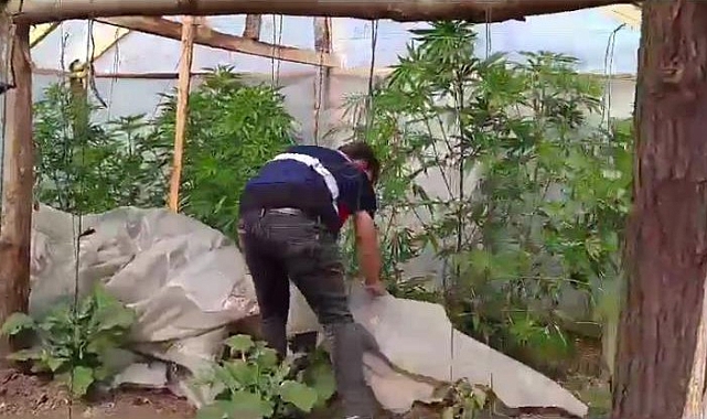 Serada yetiştirilen kenevir ele geçirildi