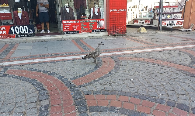 Sıcaktan uçamayan yavru martı için kolları sıvadı