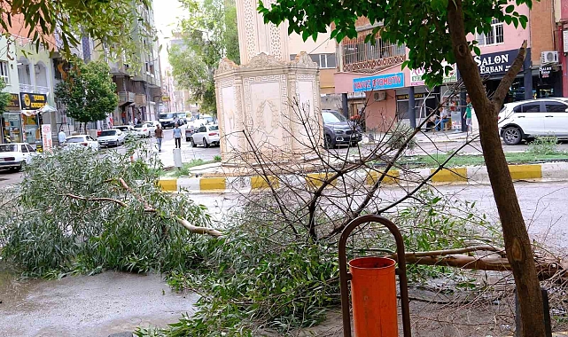 Şiddetli rüzgar ağaçları devirdi