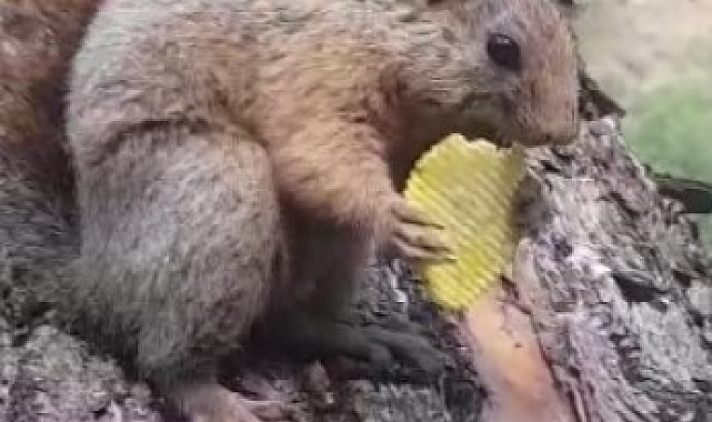 Sincabın cips yeme keyfi gülümsetti