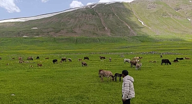Sinek yaylası görsel şölen sunuyor