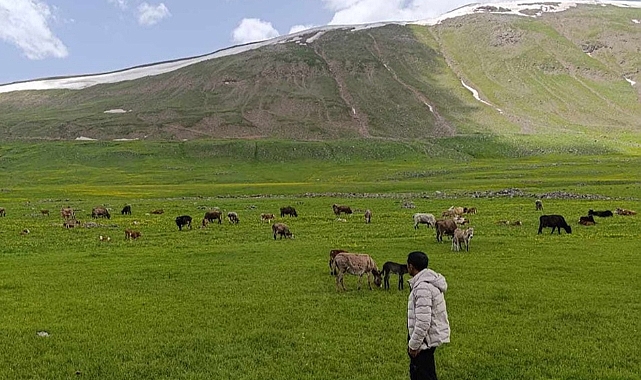 Sinek yaylası görsel şölen sunuyor