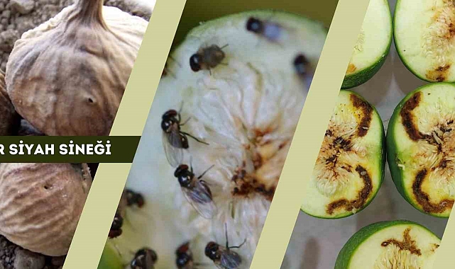 &#039;Siyah sineğe&#039; karşı uyarı yapıldı