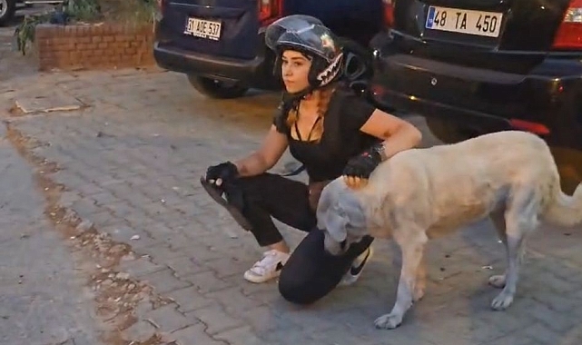 Sokakta yaşayan sevimli köpek, parktaki kadının terliğini çaldı